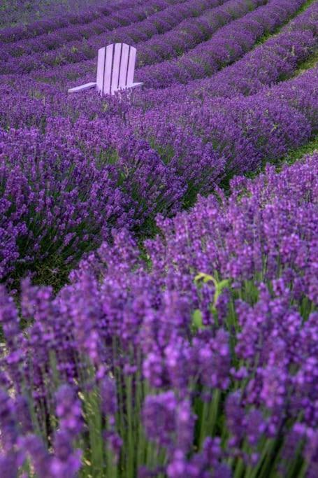 Borgo Adorno La Casa Della Lavanda מראה חיצוני תמונה